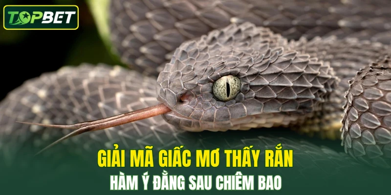 Giải Mã Giấc Mơ Thấy Rắn – Hàm Ý Đằng Sau Chiêm Bao